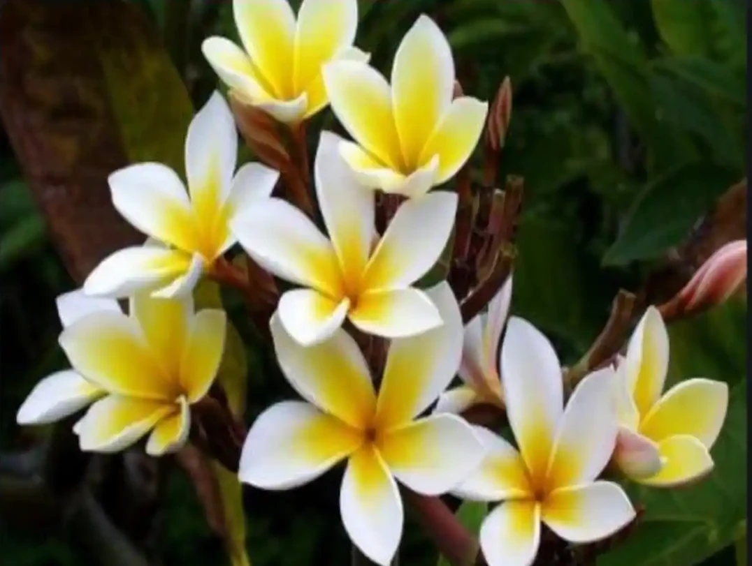 Ketki Ka Phool Photo, Image & Pic 10 Ketki ka phool