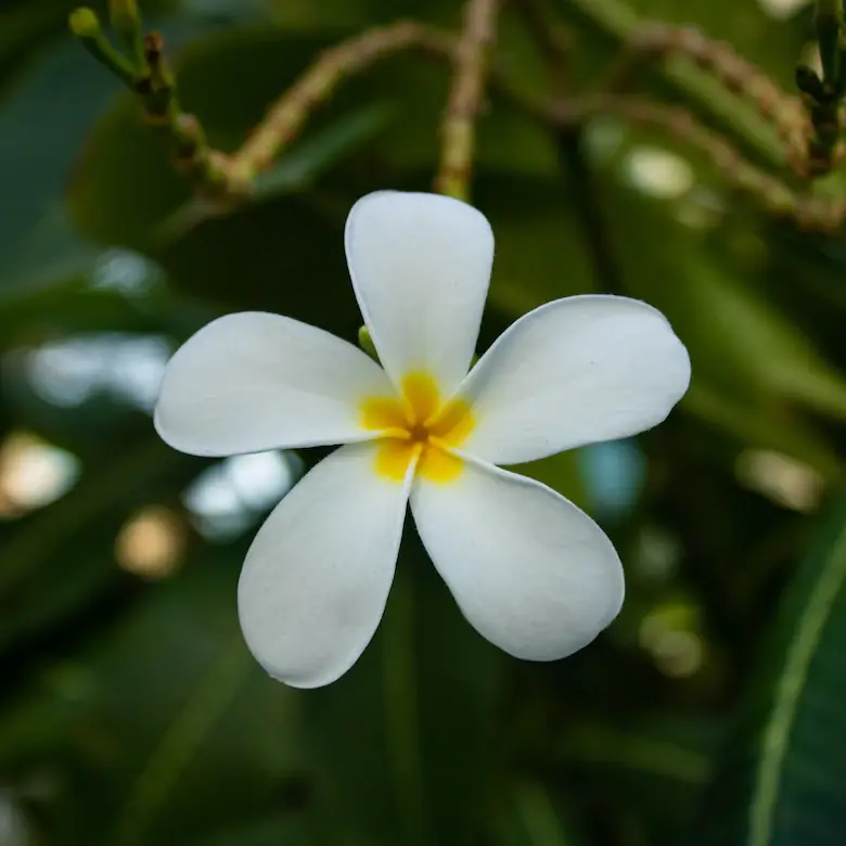 Top 78+ ketaki flower wallpaper latest 3tdesign.edu.vn