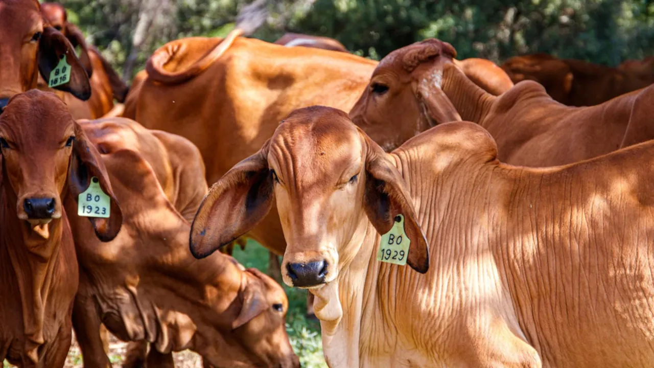 sahiwal cow pictures