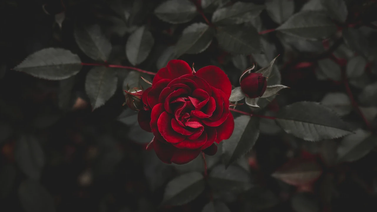 Gulab Ke Phool Ki Photo, Pic & Image 1 red rose gulab ka wallpaper