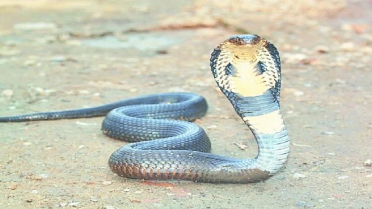 saap ki photo cobra